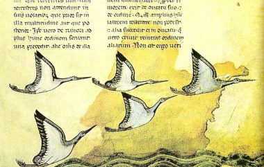 De_Arte_Venandi_com_Avibus (Resources on Medieval Literacy, Part II)